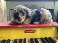 Fifi - Full AKC - health guaranteed , a female Poodle - Toy  for sale in Carbondale, IL – 3 of 4