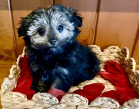 Brigitta- f1b hypoallergenic, a female Pomapoo for sale in Carbondale, IL – Photo 5 of 10