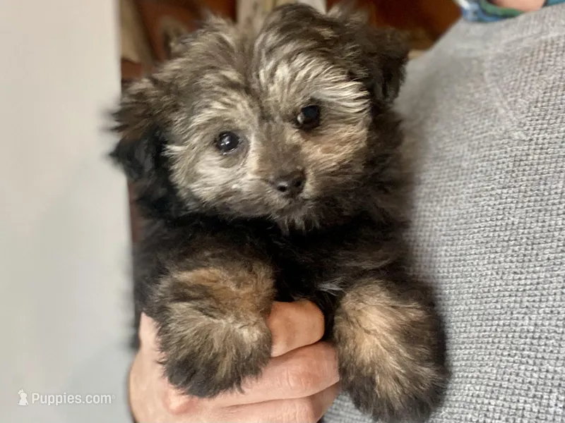 Brigitta- f1b hypoallergenic