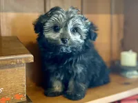 Brigitta- f1b hypoallergenic, a female Pomapoo for sale in Carbondale, IL – Photo 2 of 10