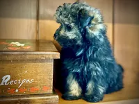 Brigitta- f1b hypoallergenic, a female Pomapoo for sale in Carbondale, IL – Photo 3 of 10