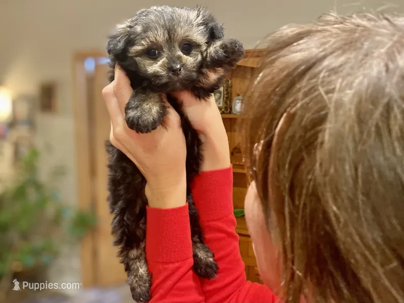 Brigitta- f1b hypoallergenic