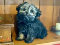 Brigitta- f1b hypoallergenic, a female Pomapoo for sale in Carbondale, IL – Photo 4 of 10