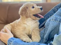 Winslow , a male Goldendoodle for sale in Carbondale, IL – Photo 3 of 8