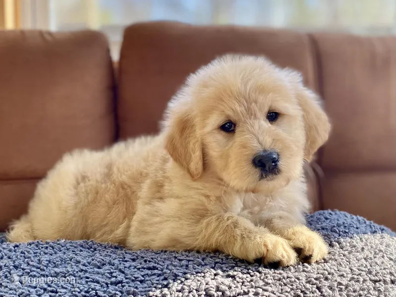 Winslow  – Goldendoodle puppy for sale in Carbondale, IL