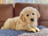 Winslow , a male Goldendoodle for sale in Carbondale, IL – Photo 1 of 8
