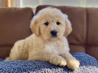 Winslow , a male Goldendoodle for sale in Carbondale, IL – Photo 2 of 8