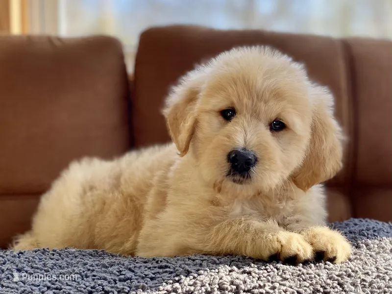 Winslow  – Goldendoodle puppy on hold in Carbondale, IL