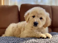 Winslow , a male Goldendoodle for sale in Carbondale, IL – Photo 4 of 8