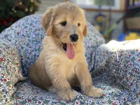 Winslow , a male Goldendoodle for sale in Carbondale, IL – Photo 7 of 8