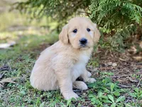 Winslow , a male Goldendoodle for sale in Carbondale, IL – Photo 2 of 4