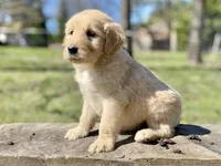 Winslow , a male Goldendoodle for sale in Carbondale, IL – Photo 3 of 4
