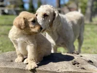 Winslow , a male Goldendoodle for sale in Carbondale, IL – Photo 1 of 4
