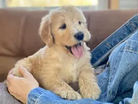 Winslow , a male Goldendoodle for sale in Carbondale, IL – Photo 6 of 8
