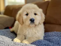 Winslow , a male Goldendoodle for sale in Carbondale, IL – Photo 5 of 8