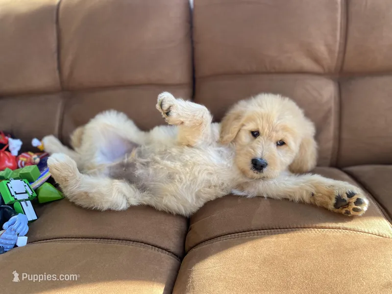 Winslow  – Goldendoodle puppy for sale in Carbondale, IL