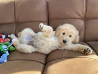 Winslow , a male Goldendoodle for sale in Carbondale, IL – Photo 8 of 8