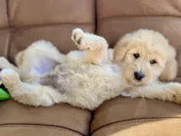 Winslow , a male Goldendoodle for sale in Carbondale, IL – Photo 2 of 9