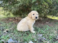 Winslow , a male Goldendoodle for sale in Carbondale, IL – Photo 4 of 4