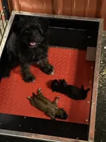 Beatrix F1B, a female Pomapoo for sale in Carbondale, IL – 8 of 8