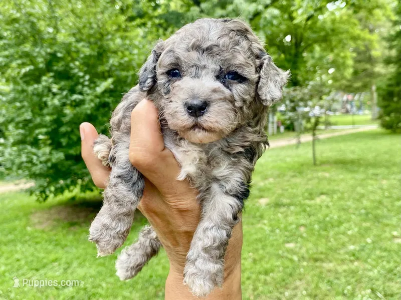 Portia ( AKC + health guaranteed ) – Poodle - Toy  puppy for sale in Carbondale, IL
