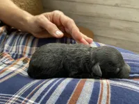 Bill F1B, a male Pomapoo for sale in Carbondale, IL – 6 of 6
