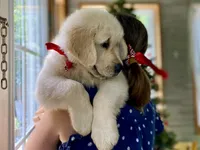 Claire, a female Golden Retriever for sale in Carbondale, IL – 1 of 4