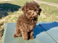 Albert, a male Poodle - Toy  for sale in Carbondale, IL – 2 of 4