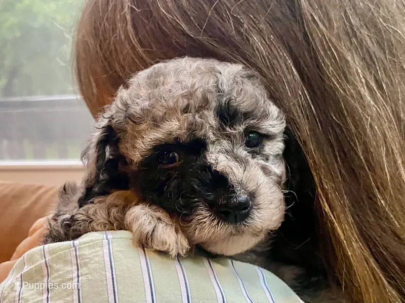 Fifi ( AKC + health guaranteed ) – Poodle - Toy  puppy for sale in Carbondale, IL