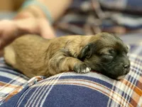 Beatrix F1B, a female Pomapoo for sale in Carbondale, IL – 3 of 8