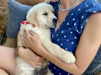 Claire, a female Golden Retriever for sale in Carbondale, IL – 3 of 4