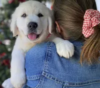 Chloe, a female Golden Retriever for sale in Carbondale, IL – 6 of 7