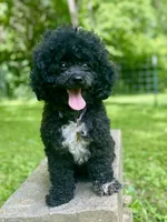 Gretl AKC, a female Poodle - Toy  for sale in Carbondale, IL – 2 of 3