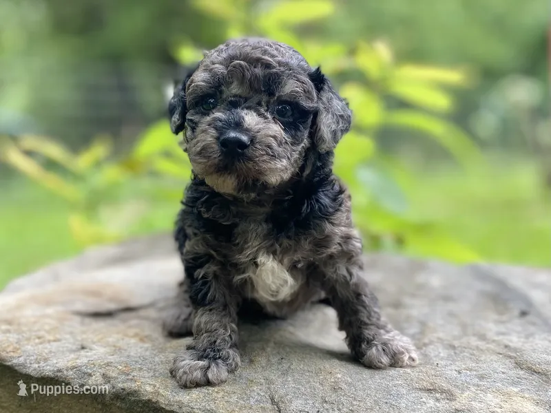 Popper AKC + health guaranteed ) – Poodle - Toy  puppy for sale in Carbondale, IL