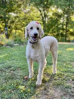 Parti Girl 🎉 , a female Poodle - Standard  for sale in Carbondale, IL – 2 of 5