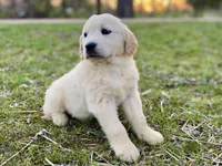 Whitney Houston, a female Golden Retriever for sale in Carbondale, IL – Photo 7 of 7