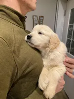 Whitney Houston, a female Golden Retriever for sale in Carbondale, IL – Photo 2 of 7