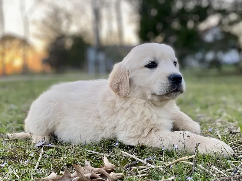 Whitney Houston – Golden Retriever puppy for sale in Carbondale, IL