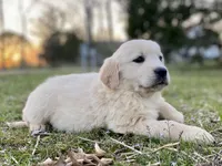 Whitney Houston, a female Golden Retriever for sale in Carbondale, IL – Photo 1 of 7