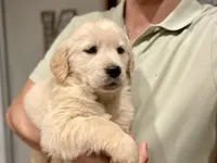 Whitney Houston, a female Golden Retriever for sale in Carbondale, IL – Photo 3 of 7