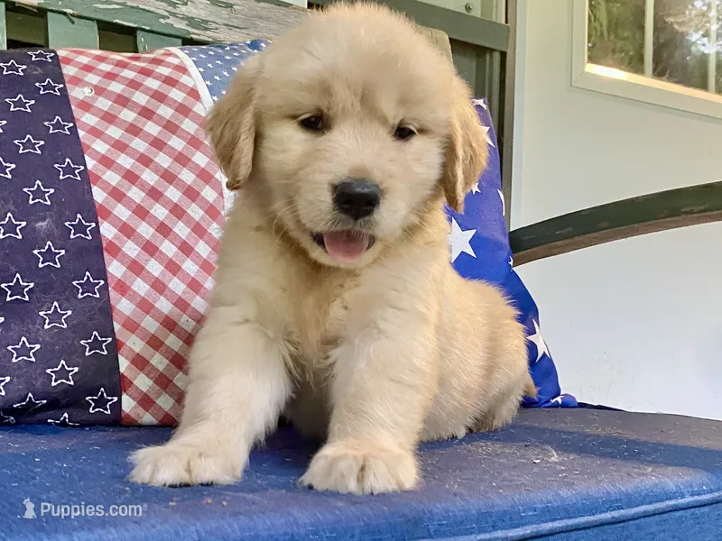 Arielle AKC- health guaranteed  – Golden Retriever puppy for sale in Carbondale, IL