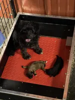 Bill F1B, a male Pomapoo for sale in Carbondale, IL – 3 of 6