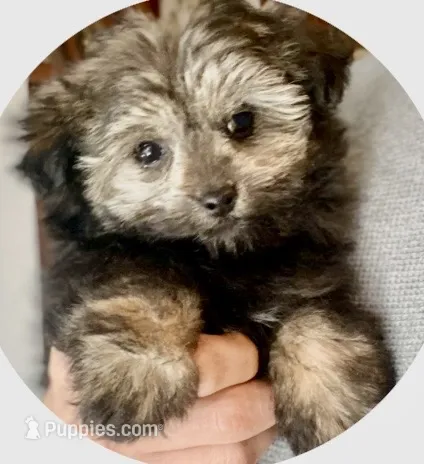 Unborn litter – Pomapoo puppy for sale in Carbondale, IL