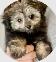 Unborn litter, a  Pomapoo for sale in Carbondale, IL – 1 of 2