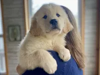 Redington, a male Golden Retriever for sale in Carbondale, IL – 6 of 6