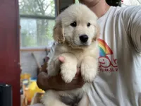 Redington, a male Golden Retriever for sale in Carbondale, IL – 5 of 6