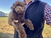 Albert, a male Poodle - Toy  for sale in Carbondale, IL – 4 of 4