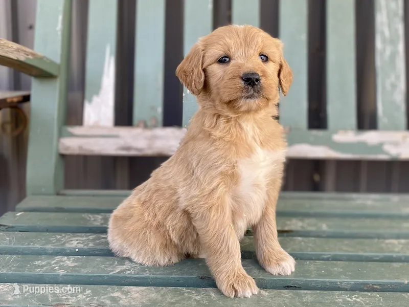 Genevieve  – Goldendoodle puppy for sale in Carbondale, IL