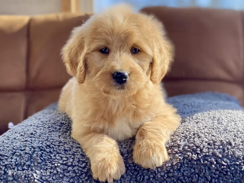 Genevieve  – Goldendoodle puppy on hold in Carbondale, IL