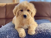 Genevieve , a female Goldendoodle for sale in Carbondale, IL – Photo 1 of 8